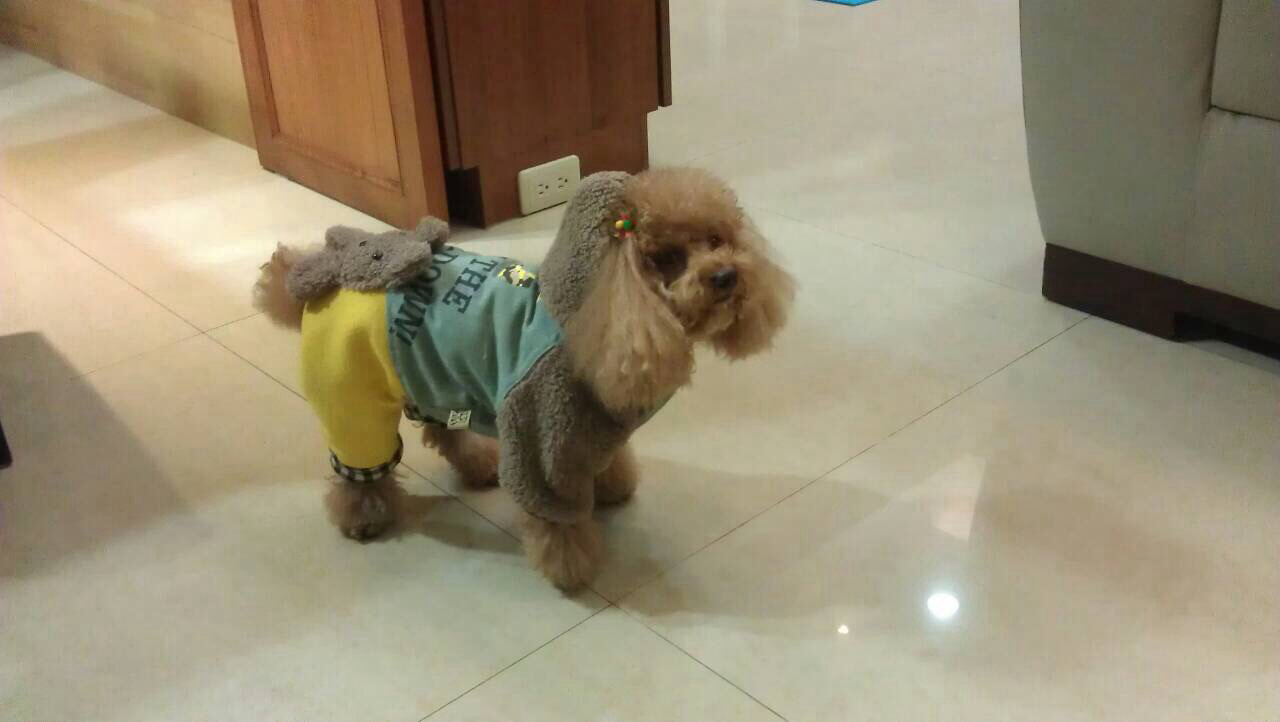 圖1：穿著四腳褲的現代寵物狗