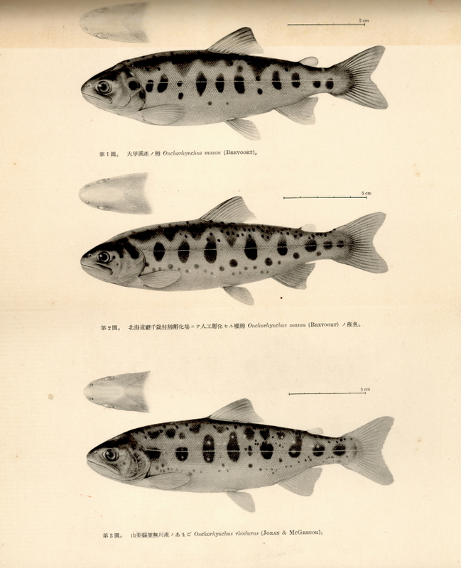 櫻花鉤吻鮭圖版