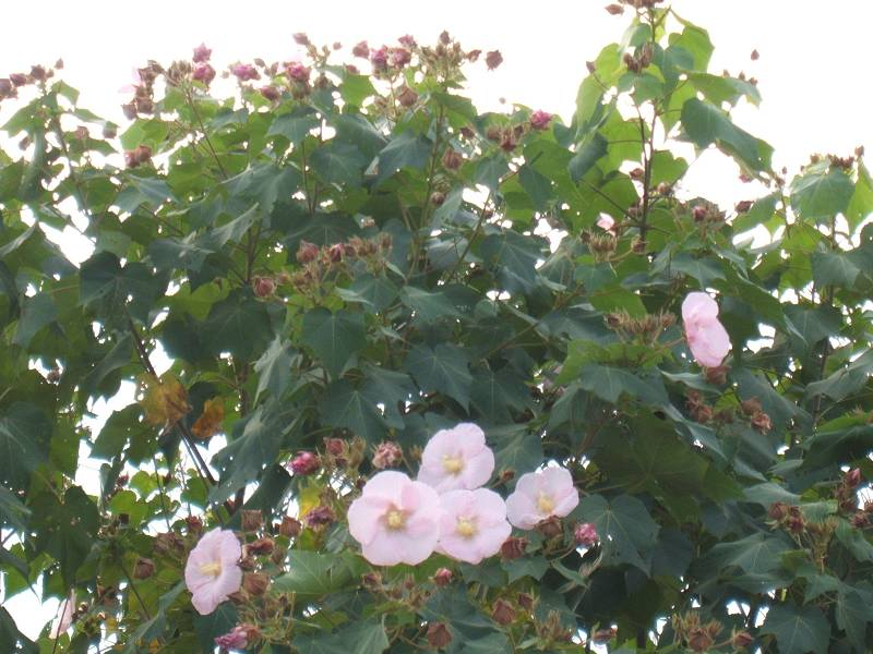 圖8：臺灣特有種山芙蓉盛開景況(筆者 攝於臺東)