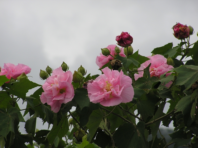 圖10：山野間驚鴻一瞥的複瓣芙蓉花(筆者 攝於花蓮）