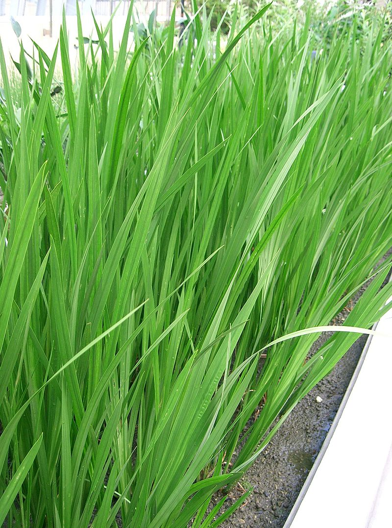 圖3：菖蒲，圖片取自維基百科，「菖蒲」