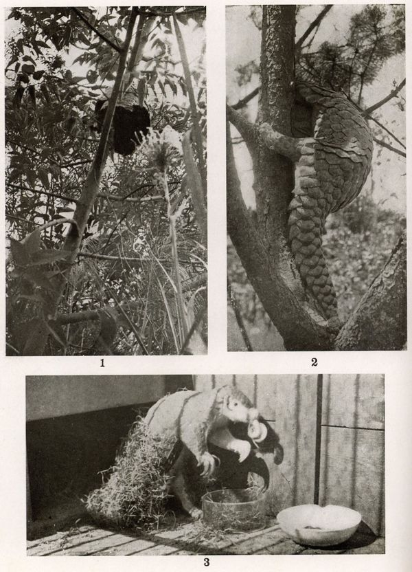 圖一　1為蟻巢，2及3為從圖四洞穴捕獲之穿山甲於臺北帝國大學內觀察情形