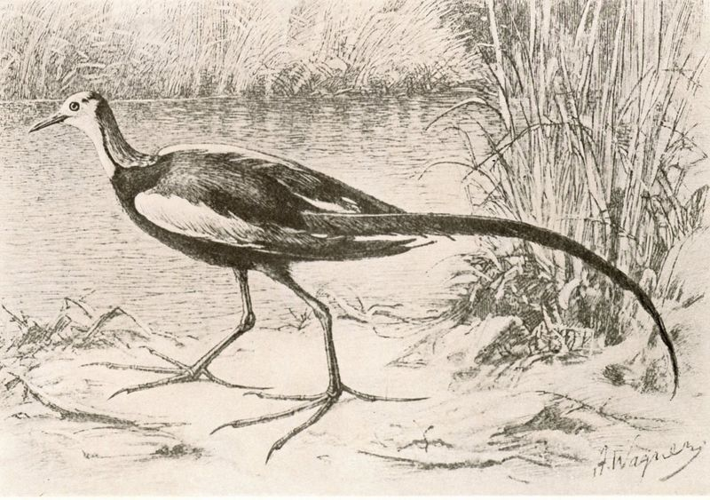 圖三　水雉圖（Brehms Tierleben, Vögel 2, 1911）