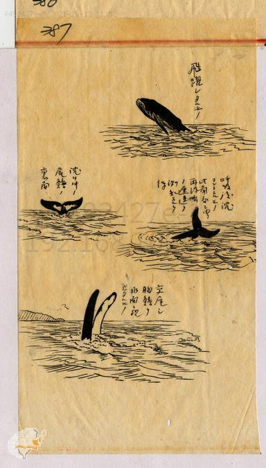 圖2、鯨魚游水圖，典藏號：000049240110387M