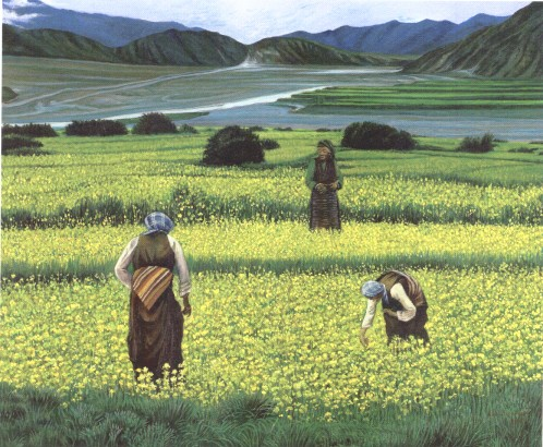 林金標-油菜花田