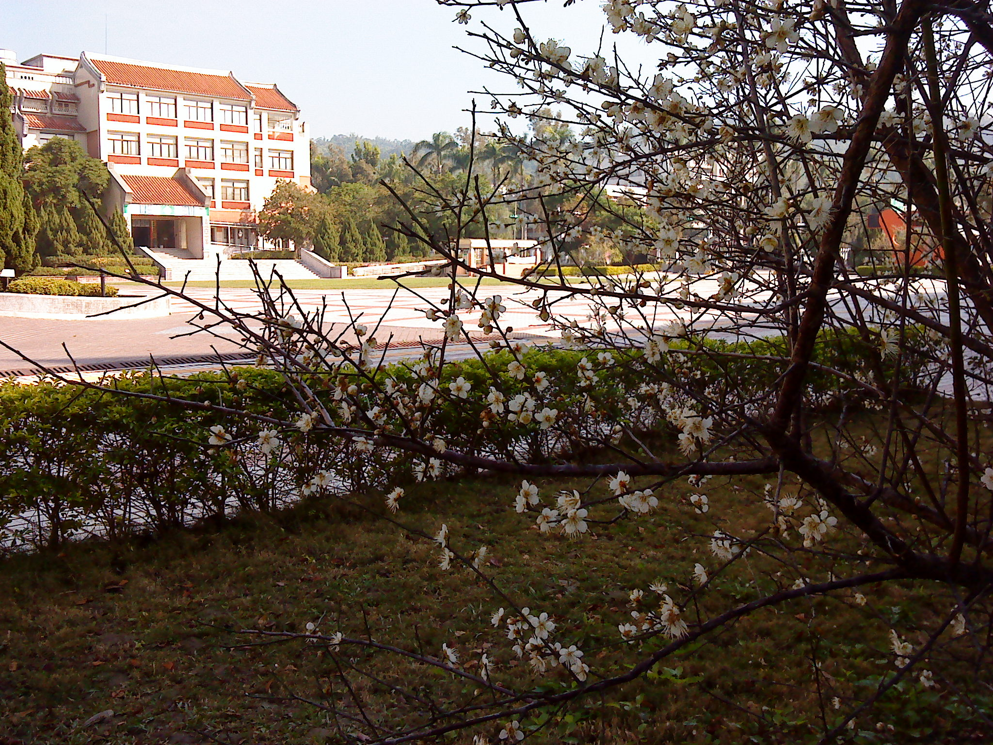本館史蹟大樓前梅樹，梅花盛開。