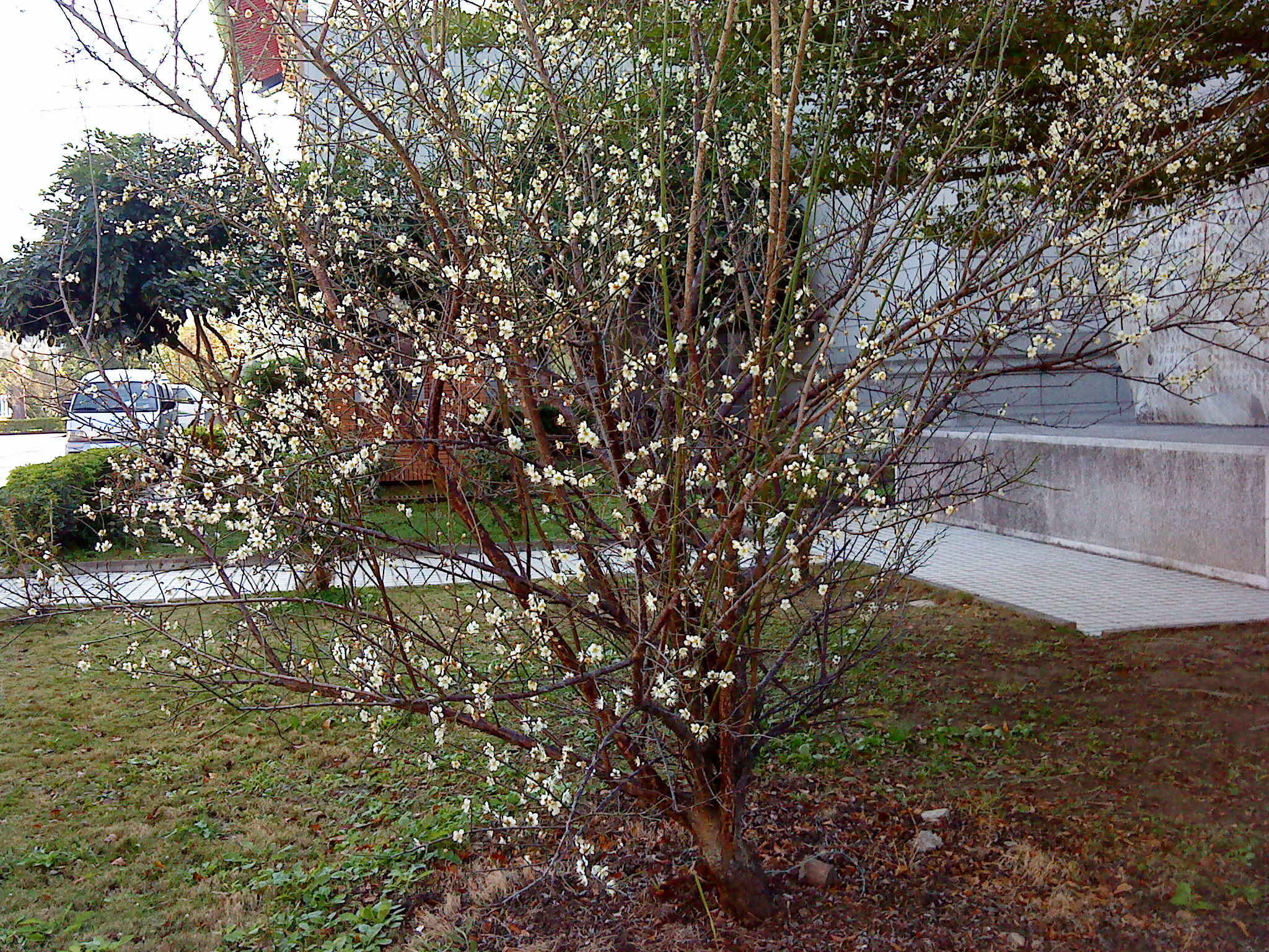 本館與您齊同賞梅，迎接新春。