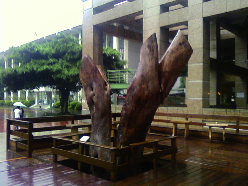 圖5：臺北市立教育大學校園百齡菩提樹標本