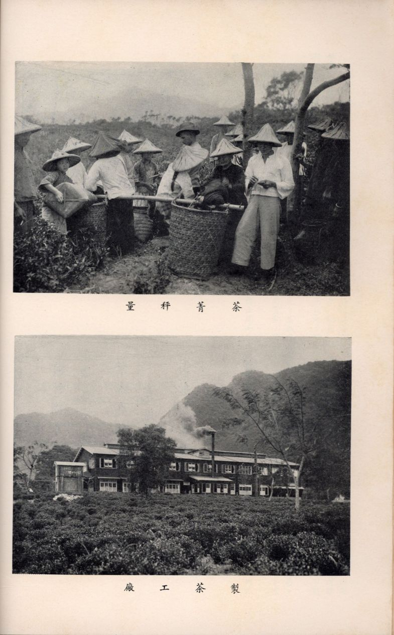 《臺茶輸出百年簡史》書中圖片