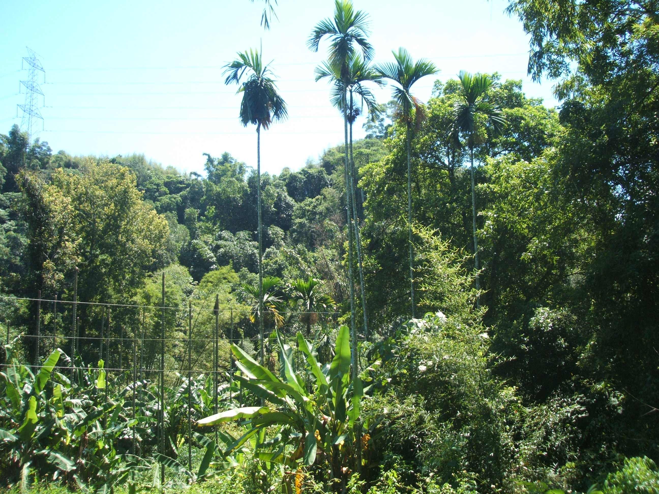 墓上望虎跳牆山崙﹝部分﹞
