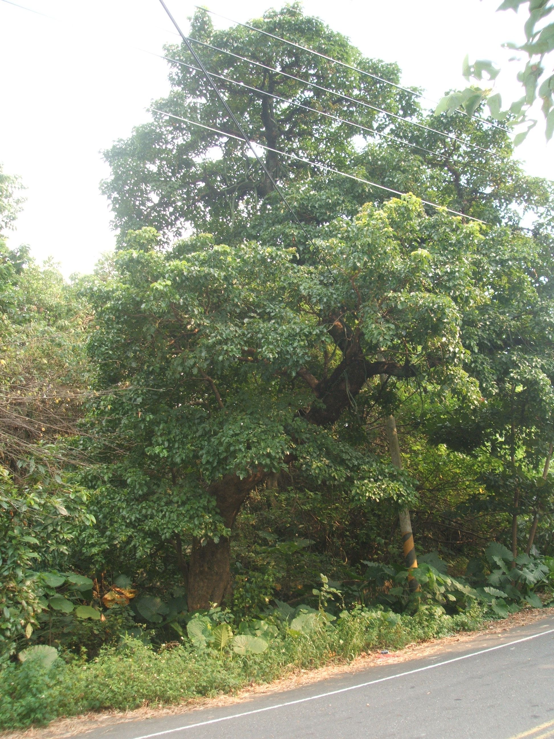 八七水災後第二代茄苳